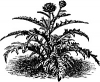 Artichoke Seed